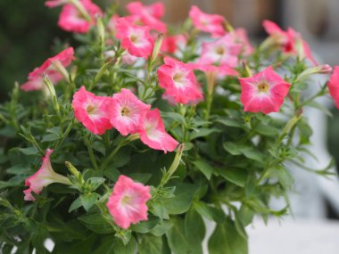 Pembe tutku dalgası Petunia Hybrida, Solanaceae, çiçek buketi. Arka planda bulanık çiçek demeti. Çiçekler tek çiçek şeklindedir. Çiçeğin 5 kulağı vardır.