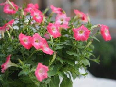 Pembe tutku dalgası Petunia Hybrida, Solanaceae, çiçek buketi. Arka planda bulanık çiçek demeti. Çiçekler tek çiçek şeklindedir. Çiçeğin 5 kulağı vardır.