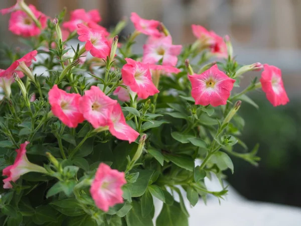 Pembe tutku dalgası Petunia Hybrida, Solanaceae, çiçek buketi. Arka planda bulanık çiçek demeti. Çiçekler tek çiçek şeklindedir. Çiçeğin 5 kulağı vardır.