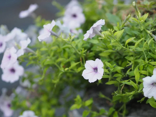 Onda Cor Roxa Petunia Hybrida Solanaceae Nome Buquê Flores Bonito — Fotografia de Stock