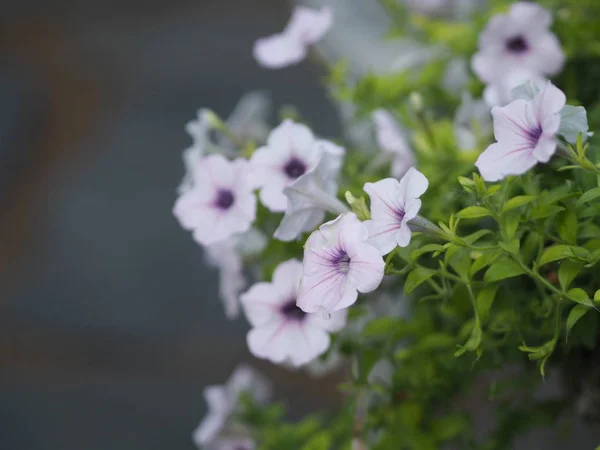 white wave silver color Petunia Hybrida, Solanaceae, name flower bouquet beautiful on blurred of nature background Flowers are single flowers shape is a cone, long neck flower, petals and secondary petals. The flower has 5 lobes