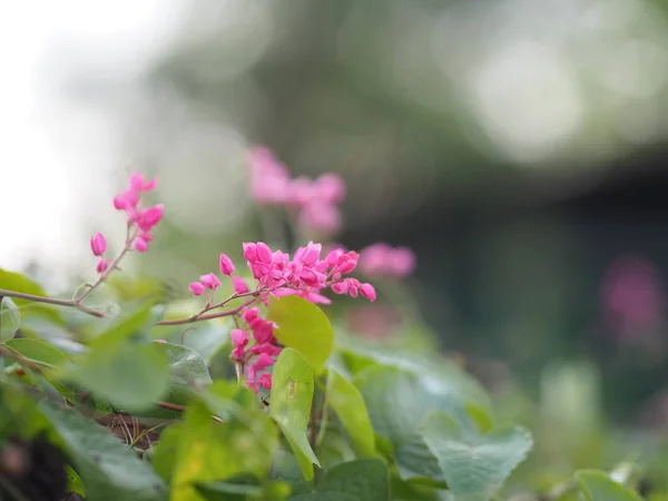 Рожева Квітка Маленька Плющ Наукова Назва Антигон Лептоп Гак Розташований — стокове фото