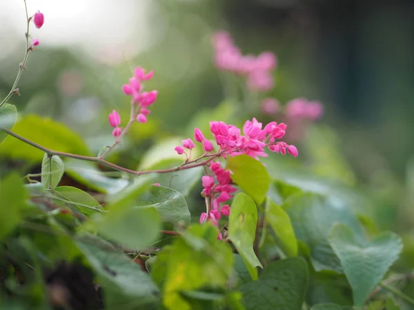 Pink flower small ivy Scientific name Antigonon leptopus Hook, arranged into beautiful bouquets on blurred of nature background