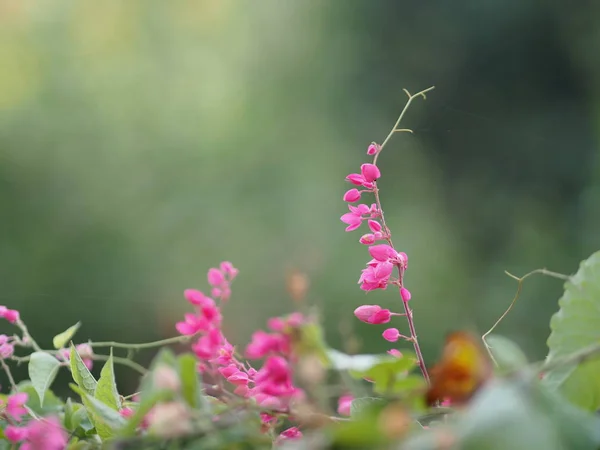 Pink Flower Small Ivy Scientific Name Antigonon Leptopus Hook Arranged — Stock Photo, Image