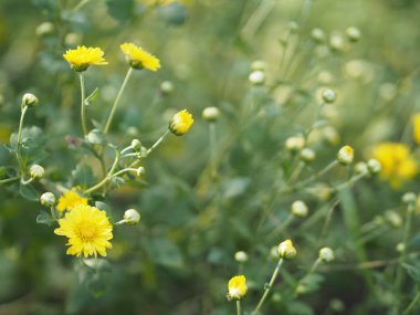 Kasımpatı sarı çiçek arka planda bulanıklaştı Bilimsel adı Kasımpatı Morifolium Ramat