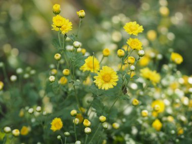 Kasımpatı sarı çiçek arka planda bulanıklaştı Bilimsel adı Kasımpatı Morifolium Ramat