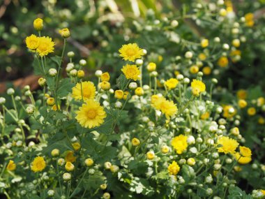 Kasımpatı sarı çiçek arka planda bulanıklaştı Bilimsel adı Kasımpatı Morifolium Ramat