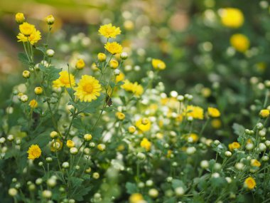 Kasımpatı sarı çiçek arka planda bulanıklaştı Bilimsel adı Kasımpatı Morifolium Ramat
