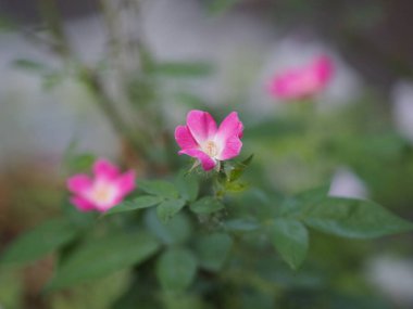 Pembe gül çiçek aranjmanı. Doğanın bulanık arka planında güzel bir buket. 