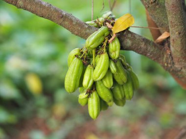 Averrhoa bilimbi, Oxalidaceae, Bilimbi, Bilimbing, Salatalık Ağacı yeşil meyve oyuğu sığ ve sarımsı bir yeşildir. Et, doğanın bulanık arka planında bahçıvanlıkta bir buket keskin, ekşi, düz tohumdur.