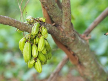 Averrhoa bilimbi, Oxalidaceae, Bilimbi, Bilimbing, Salatalık Ağacı yeşil meyve oyuğu sığ ve sarımsı bir yeşildir. Et, doğanın bulanık arka planında bahçıvanlıkta bir buket keskin, ekşi, düz tohumdur.