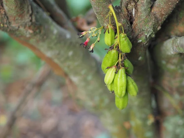 Averrhoa Bilimbi Oxalidaceae Bilimbi Bilimbing Gurkenbaum Grüne Fruchtkonkave Ist Eine — Stockfoto