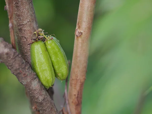 Averrhoa Bilimbi Oxalidaceae Bilimbi Bilimbing Gurkenbaum Grüne Fruchtkonkave Ist Eine — Stockfoto