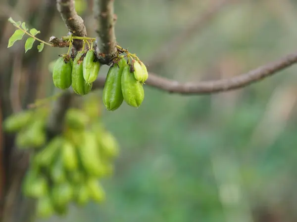 Аверроа Oxalidaceae Bilibili Bilibiling Cumber Tree Green Fruitconcave Низкорослый Желтовато — стоковое фото