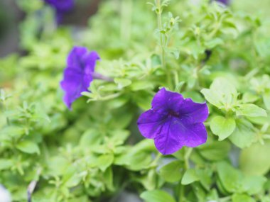 Dalga menekşesi rengi Petunia Hybrida, Solanaceae, çiçek buketi ismi doğanın bulanık arka planında güzel