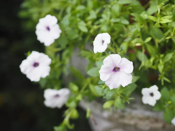 Λευκό Κύμα Ασημί Χρώμα Petunia Hybrida Solanaceae Όνομα Λουλούδι Μπουκέτο — Φωτογραφία Αρχείου