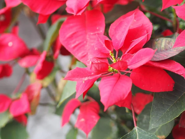 Árbol Navidad Hojas Rojas Naturaleza Para Fondo —  Fotos de Stock
