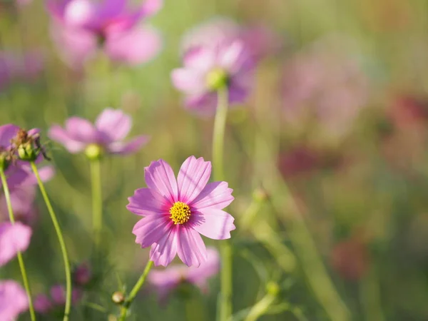 Cosmos Blomma Spingtime Trädgården Rosa Färg Suddig Naturen Bakgrund — Stockfoto