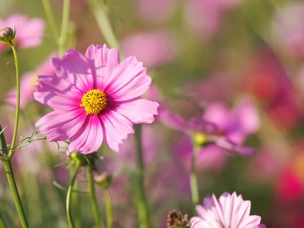 Космический Цветок Саду Розовый Цвет Размытом Природном Фоне — стоковое фото