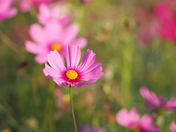 Космический Цветок Саду Розовый Цвет Размытом Природном Фоне — стоковое фото