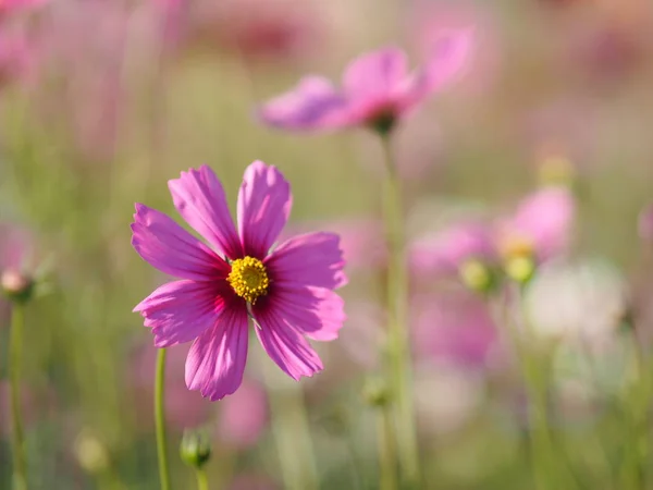 Cosmos Spingtime Flor Jardín Color Rosa Sobre Borrosa Fondo Naturaleza — Foto de Stock