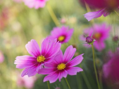 Pembe Sülfür Kozmosu, Meksika Aster çiçekleri bahçede güzel çiçek açıyor.