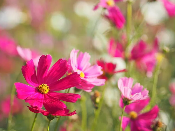 Rosa Svavel Cosmos Mexikanska Aster Blommor Blommar Vackert Trädgården Suddig — Stockfoto