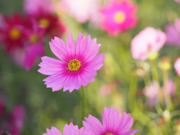 Rosa Schwefel Kosmos Mexikanische Aster Blumen Blühen Wunderschön Garten Verschwommen — Stockfoto