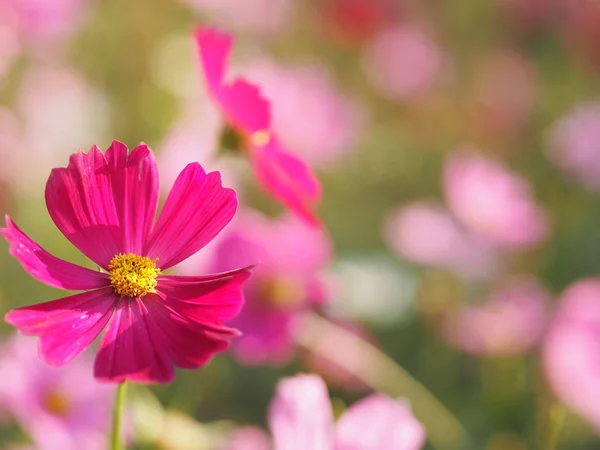 Pink Sulfur Cosmos Mexican Aster Flowers Blooming Beautifully Garden Blurred — Stock Photo, Image