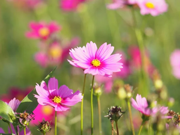 Rosa Svavel Cosmos Mexikanska Aster Blommor Blommar Vackert Trädgården Suddig — Stockfoto