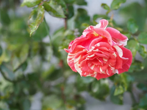 Rosa Mix Giallo Rosso Rosa Disposizione Floreale Bellissimo Bouquet Sfocato — Foto Stock