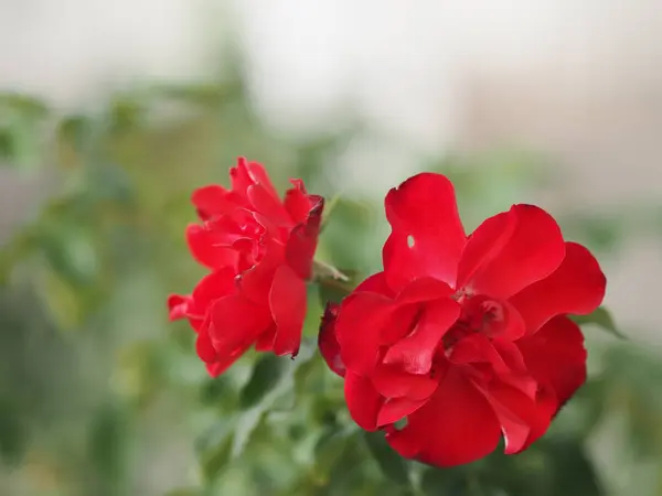 赤いバラの花の配置自然の背景のシンボルの愛のぼやけた美しい花束バレンタインデー自然界で美しい — ストック写真