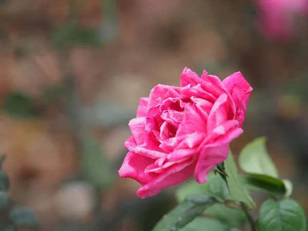 Różowy Róża Kwiat Układ Piękny Bukiet Rozmytym Tle Natury Symbol — Zdjęcie stockowe