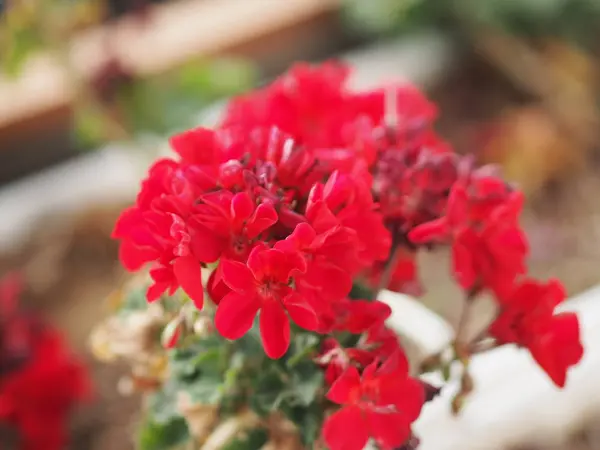 赤いバラの花の配置自然の背景のシンボルの愛のぼやけた美しい花束バレンタインデー自然界で美しい — ストック写真