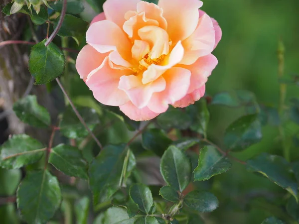 Różowy Mix Żółty Czerwony Róża Kwiat Układ Piękny Bukiet Rozmytym — Zdjęcie stockowe