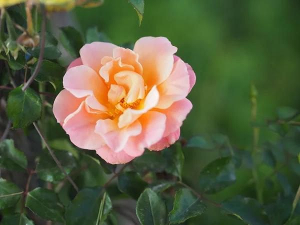 Różowy Mix Żółty Czerwony Róża Kwiat Układ Piękny Bukiet Rozmytym — Zdjęcie stockowe