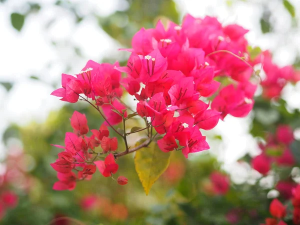 Magnoliophyta Wissenschaftlicher Name Bougainvillea Papierblume Rote Blume Auf Verschwommenem Naturhintergrund — Stockfoto