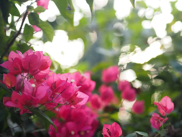 Magnoliophyta Bilimsel adı Bougainvillea. Kağıt çiçek. Kırmızı çiçek.