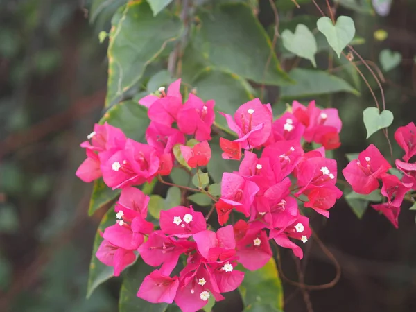 Magnoliophyta Wissenschaftlicher Name Bougainvillea Papierblume Rote Blume Auf Verschwommenem Naturhintergrund — Stockfoto
