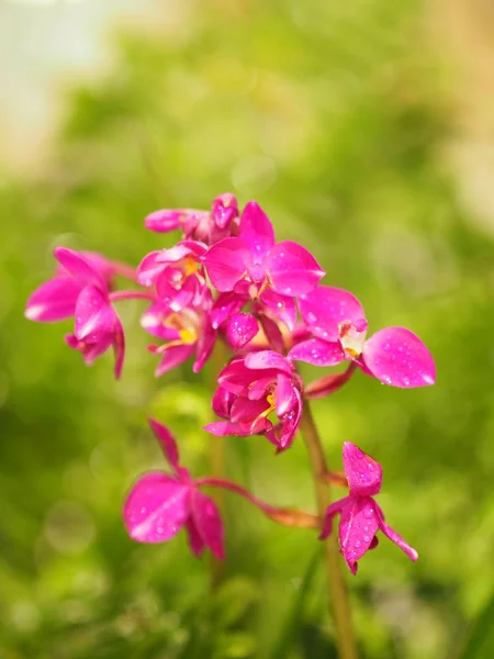 Dendrobium Violet Orchid Purple Little Flower Beautiful Bouquet Blurred Background — Stock Photo, Image