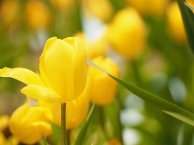 Sarı lale çiçeği doğada patlıyor. Arka planda bulanık.