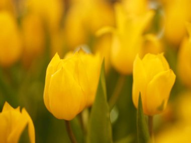 Sarı lale çiçeği doğada patlıyor. Arka planda bulanık.