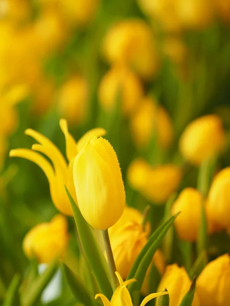 Žlutý Tulipán Květ Vzkvétající Krásné Přírodě Rozmazané Pozadí — Stock fotografie