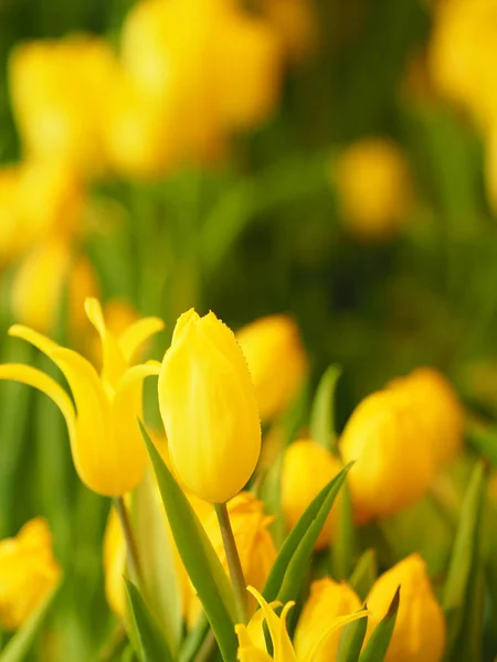 Gelbe Tulpenblume Boomt Schön Der Natur Verschwommen Hintergrund — Stockfoto