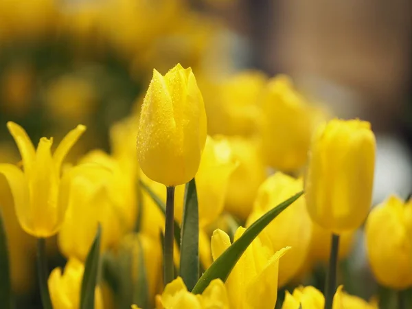 Žlutý Tulipán Květ Vzkvétající Krásné Přírodě Rozmazané Pozadí — Stock fotografie