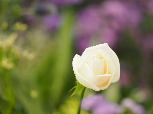 Branco Rosa Flor Lindo Buquê Borrado Natureza Fundo Símbolo Amor — Fotografia de Stock