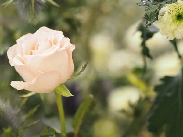 Белый Цветок Розы Красивый Букет Размытом Фоне Природы Символ Любви — стоковое фото