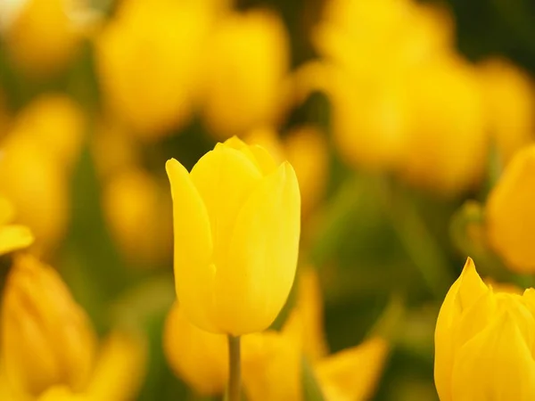 Sarı Lale Çiçeği Doğada Patlıyor Arka Planda Bulanık — Stok fotoğraf