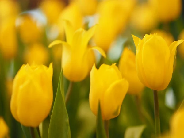 Žlutý Tulipán Květ Vzkvétající Krásné Přírodě Rozmazané Pozadí — Stock fotografie