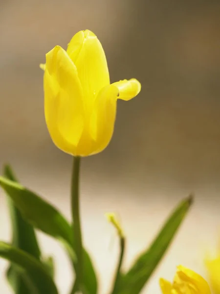 Žlutý Tulipán Květ Vzkvétající Krásné Přírodě Rozmazané Pozadí — Stock fotografie